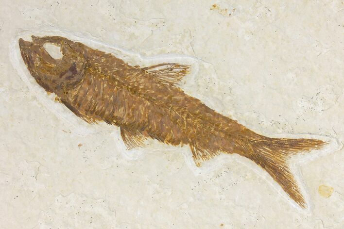 Fossil Fish (Knightia) - Wyoming #136779